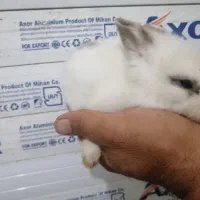 بچه خرگوش زیبا جرسی