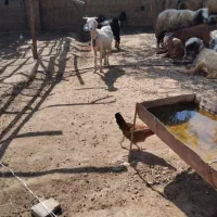 بز چاق