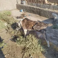 واگذاری|سگ|کویرات, |دیوار