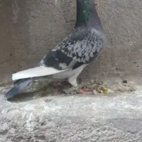 کبوتر پلاکی|پرنده|قم, دروازه چوبی|دیوار