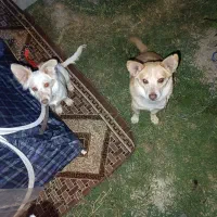 سگ پاکوتاه|سگ|نیشابور, رحمت آباد|دیوار