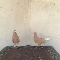 کفتر دم سفید