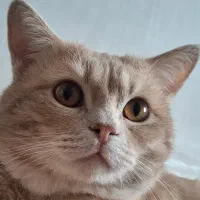 گربه نر بریتیش برای جفتگیری