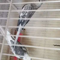 جفت عروس با جوجه