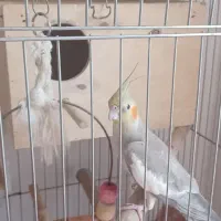 جفت عروس هلندی سالم وسرحال و سخنگو|پرنده|شهریار, شهرک وائین|دیوار