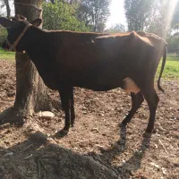 فروش گاو بران سوئیسی (زایمان اول)بدون گوساله|حیوانات مزرعه|رضوانشهر, |دیوار