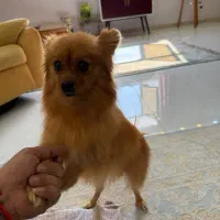 واگذاری توله پامرانین|سگ|قم, پردیسان|دیوار