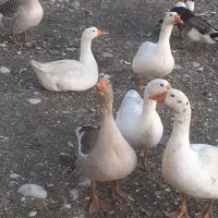 غاز محلی|حیوانات مزرعه|قائم‌شهر, |دیوار