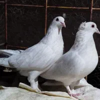 نر ماده دم سبز بضمانت