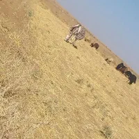 الاغ ماده