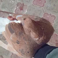 کبوتر زرد دم سفید