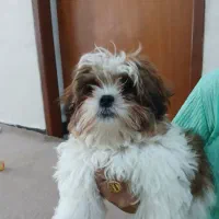 توله سگ شیتزو|سگ|برازجان, |دیوار