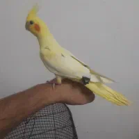 فروش جوجه عروس لوتینو