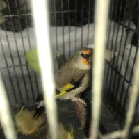 سهره نرداغسرجوجه قفس رام رام