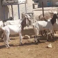 بز داشتی  ابستن معاوضه هم دارم|حیوانات مزرعه|خرم‌آباد, |دیوار