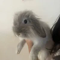 واگذاری خرگوش لوپ