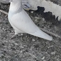 کبوتر نر طوقی ابی