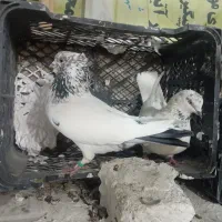 کفتر کبوتر پرشی|پرنده|اندیشه, اندیشه فاز ۲|دیوار