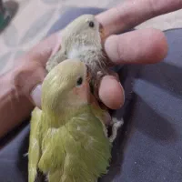 جوجه کوتوله برزیلی نرمه خور دستی|پرنده|شیراز, شهرک فرهنگیان|دیوار