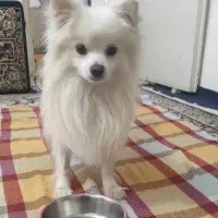 سگ روباهی|سگ|نورآباد, |دیوار