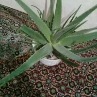 گل آلوورا اصل