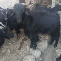 بز زاییده.آبستن.پازن فروشی
