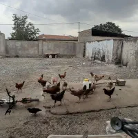 مرغ و خروی بفروش میرسد|حیوانات مزرعه|آق قلا, |دیوار