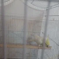 عروس هلندی|پرنده|لنجان, |دیوار