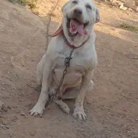 سگ پژدر ادمی واسی نگهبانی جوین نقاب