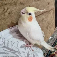 عروس هلندی نر