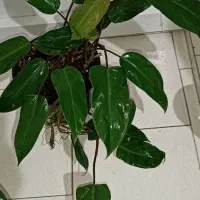 فروش فیلودندرون گوش گرگی سالم و مقاوم