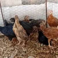 جوجه محلی اصل
