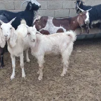 کهره نر و ماده درجه یک|حیوانات مزرعه|زرقان, |دیوار