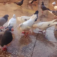 بهترین کبوتر های پرشی اصیل دور زدن بالا ۴ ساعت|پرنده|آبدانان, |دیوار