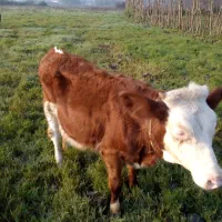 تلیسه سیمینتا ل|حیوانات مزرعه|خشکبیجار, |دیوار