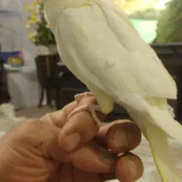 عروس سه لوتینو یه اهوی یکی دستی هس|پرنده|ماکو, |دیوار