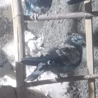 کبوتر غریب|پرنده|گیان, |دیوار