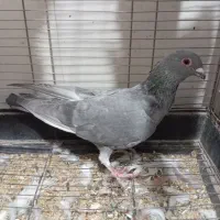 کفتر پرشی|پرنده|سبزوار, قلعهنو دهزار|دیوار