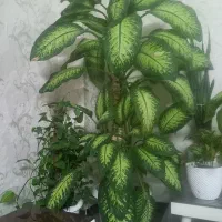 گل دیفین باخیا