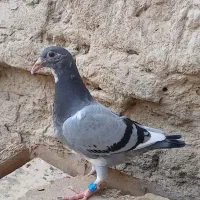 جوجه نر عتیغه