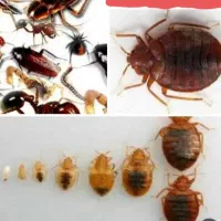 سمپاشی ساس سوسک کنه گال درتمام نقاط با ضمانت٪۱۰۰