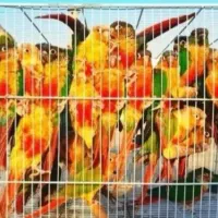 بازارپرنده اندیشه.عروسهلندی.گیرینچیک سرلاکی وجفت|پرنده|اندیشه, شهرک مریم|دیوار
