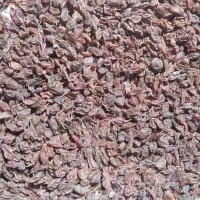 کشمش آفتابی