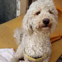 یک قلاده پودل سفید