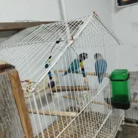 طوطی برزیلی مولد رو تخم