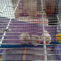 فنچ نر ماده سفید|پرنده|شاهینشهر, گرگاب|دیوار