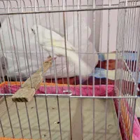 قناری ماده سفید  وجوجه قناری