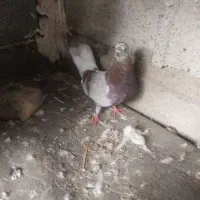 کبوتر|پرنده|بندر ترکمن, |دیوار