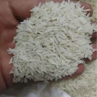 فروش برنج طارم و هاشمی درجه‌یک