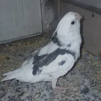 عروس هلندی قفس کبوتر خرقه زره ای|پرنده|اصفهان, مارچین|دیوار